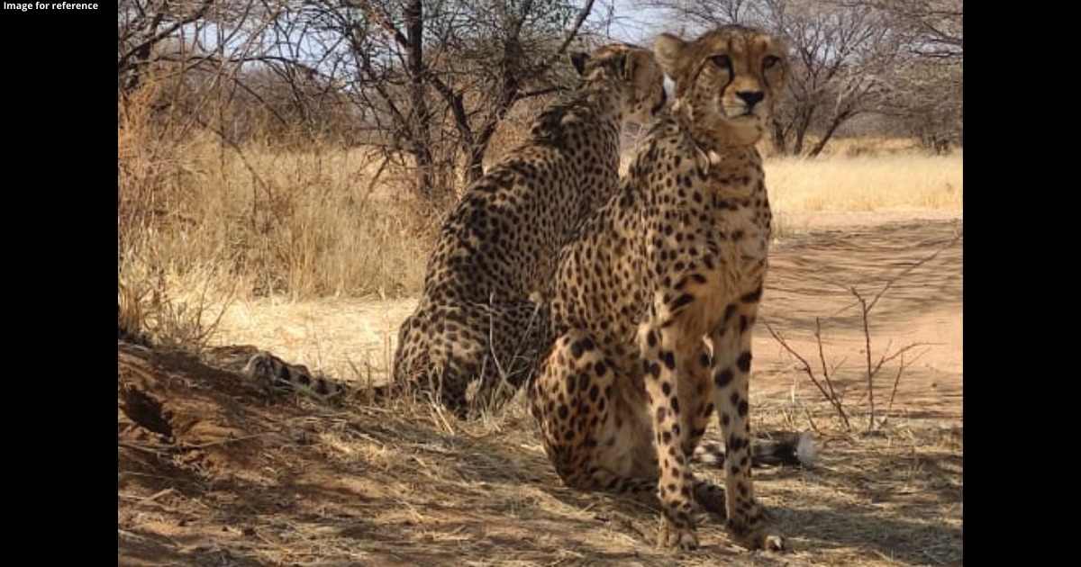 Cheetahs brought from Namibia by Charter Cargo flight Boeing 747